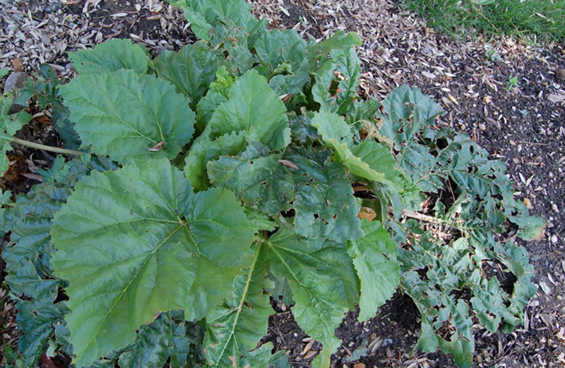 Rhubarbe officinale