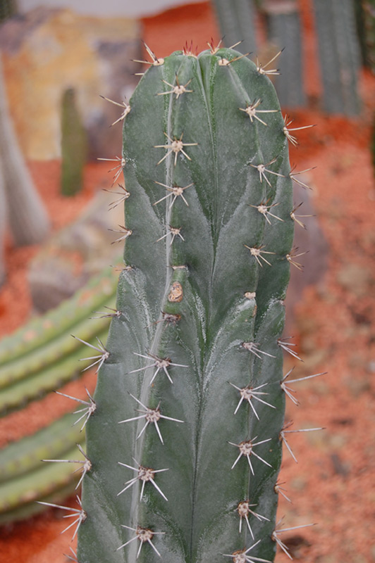 Ritterocereus pruinosus