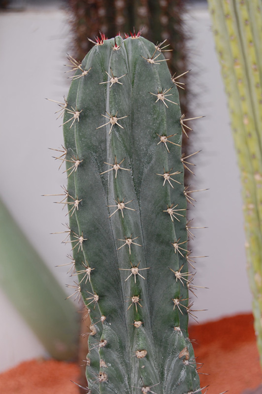 Ritterocereus pruinosus