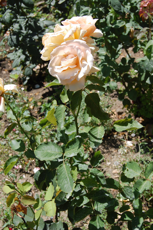 Rosier 'A Caen la Paix' Orakah