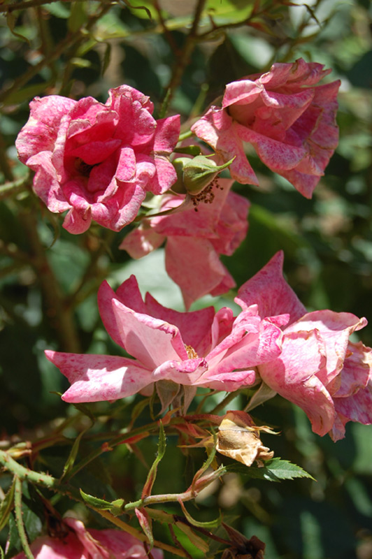 Rosier 'Baronne Surcouf'