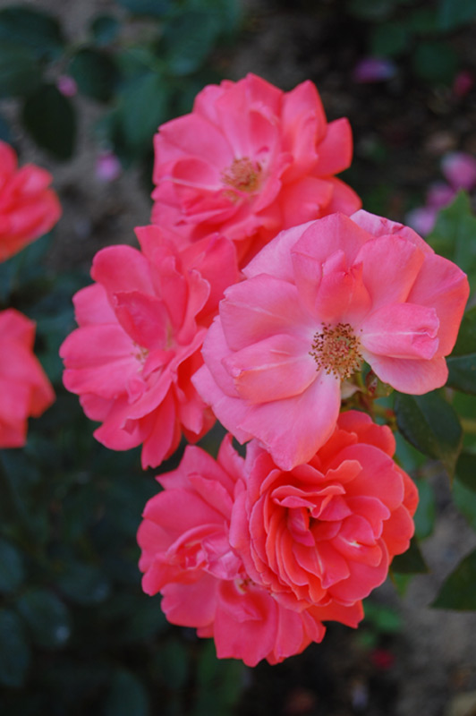 Rosier 'Blanche Comète'