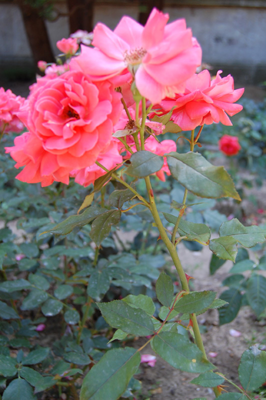 Rosier 'Blanche Comète'