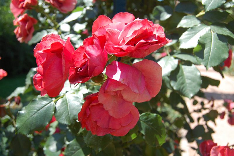 Rosier grimpant 'Cookies' Meikousie