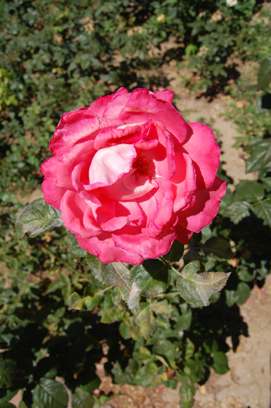 Rosier 'Eté parfumé'