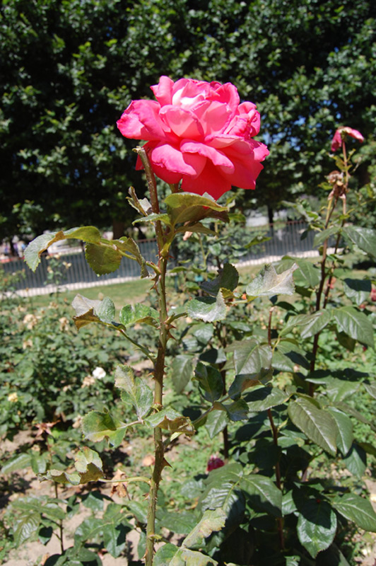 Rosier 'Eté parfumé'