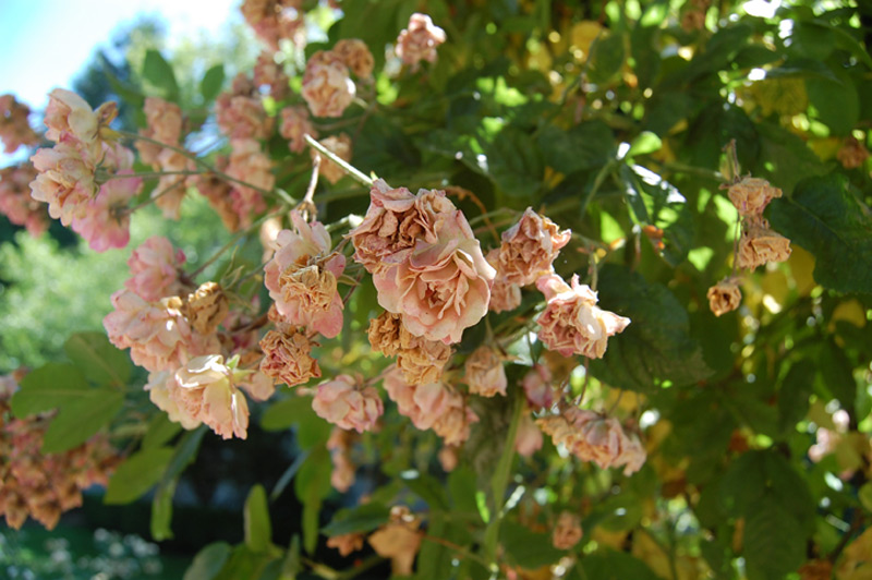 Rosier liane 'Mrs F.W. Flight'