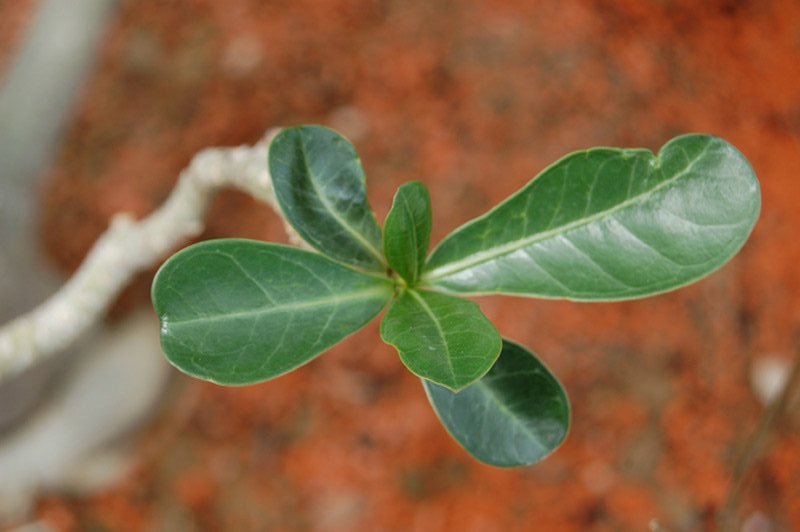 Rose du désert, Lis impala, Faux baobab