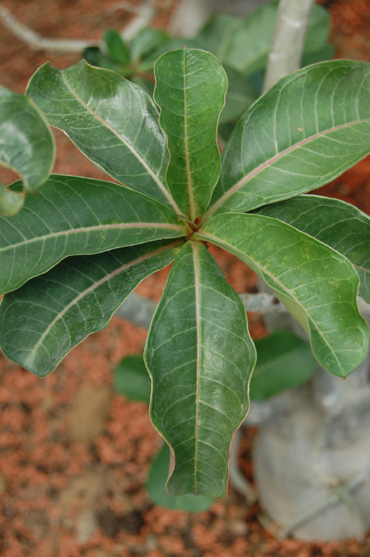 Rose du désert, Lis impala, Faux baobab
