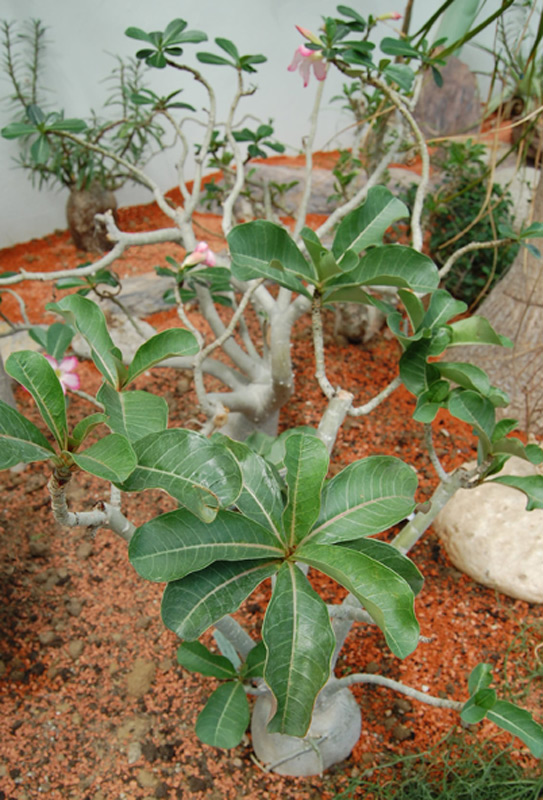 Rose du désert, Lis impala, Faux baobab
