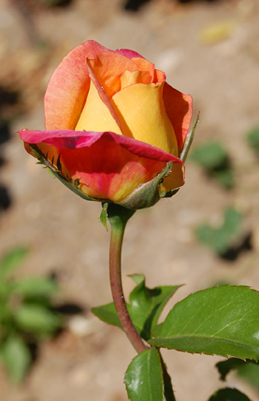 Rosier tige 'Paris d'Yves Saint Laurent' Meivamo