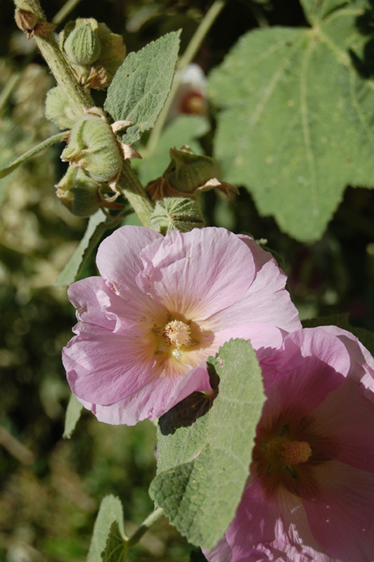 Rose trémière, Primerose, Passerose