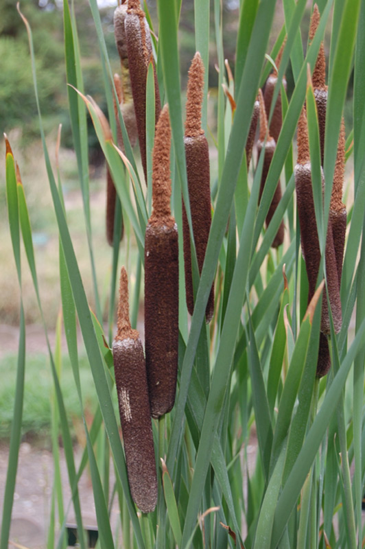 Roseau à massettes, Rauche
