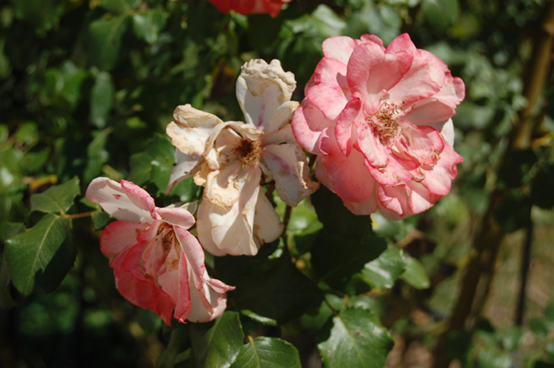 Rosier grimpant 'Fandango'