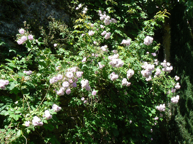 Rosier liane 'Paul's Himalayan Musk'
