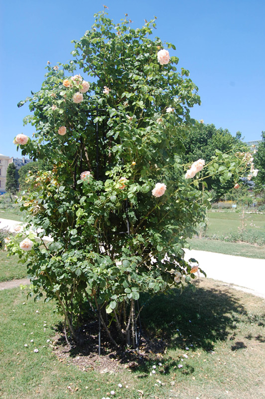 Rosier grimpant 'Polka'