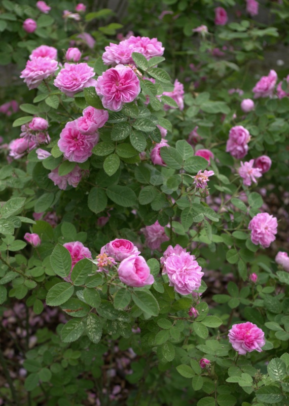 Rosier 'Rose de Meaux'