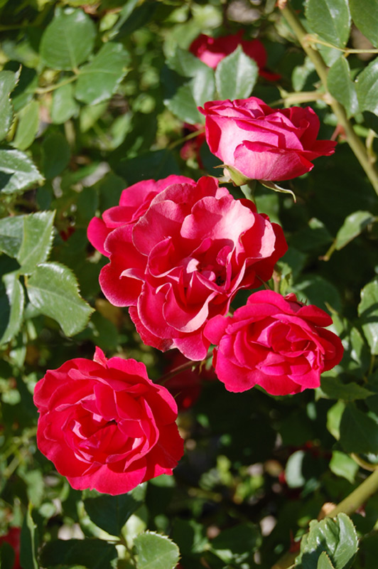 Rosier grimpant 'Intervilles'