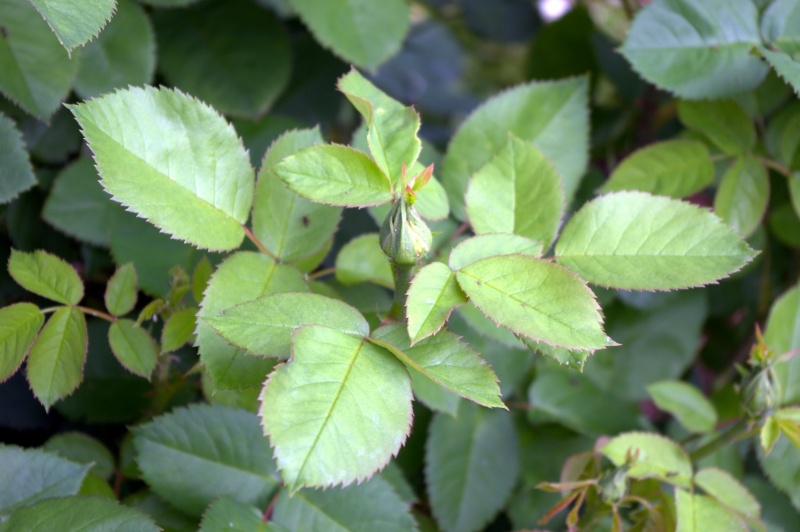 Rosier 'Baronne Edmond de Rotschild'