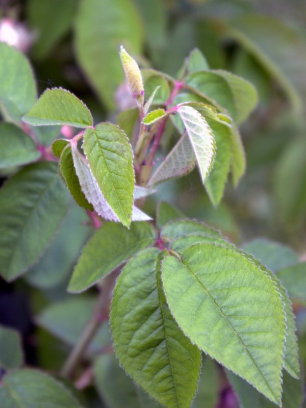 Rosier 'Gloire de France'