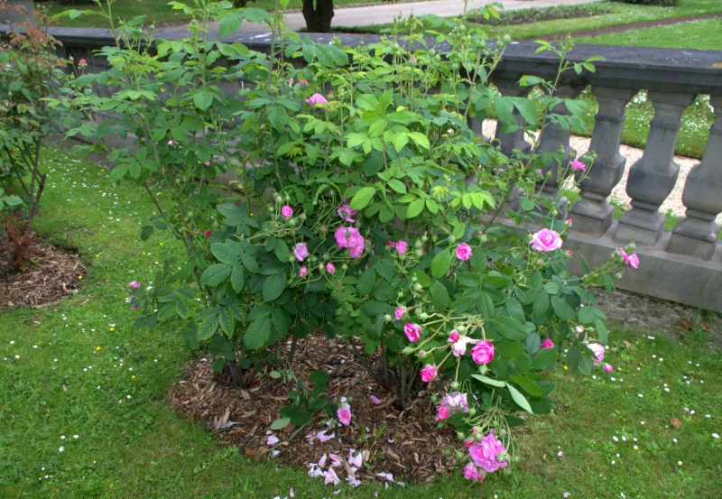 Rosier 'Pompon des princes'