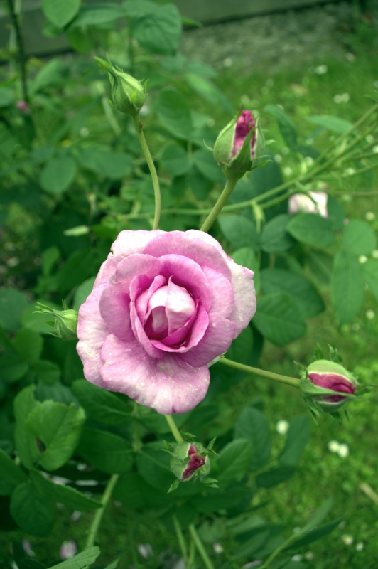 Rosier 'Pompon des princes'