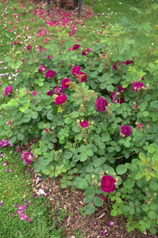 Rosier 'Zigeunerknabe'