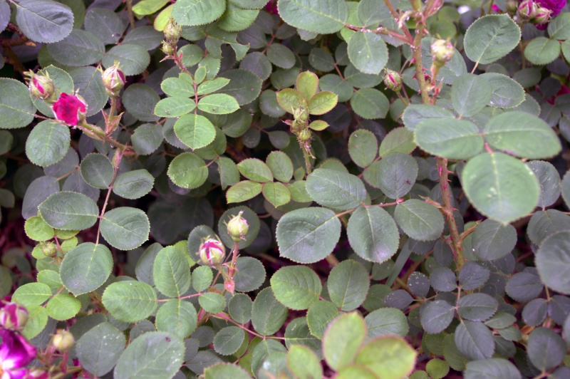 Rosier 'Zigeunerknabe'