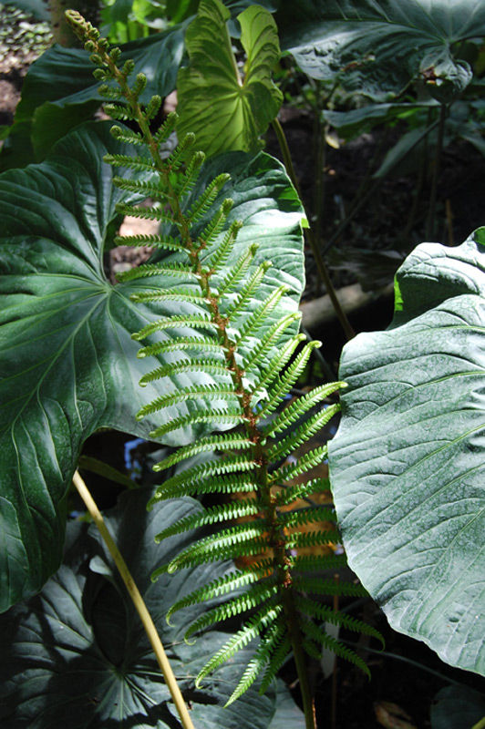 Sadleria souleytiana