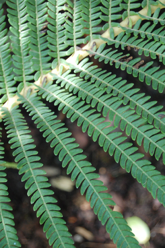 Sadleria souleytiana