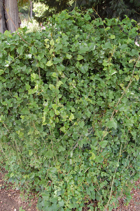 Salsepareille d'Europe