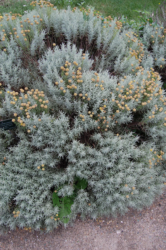 Santoline petit-cyprès