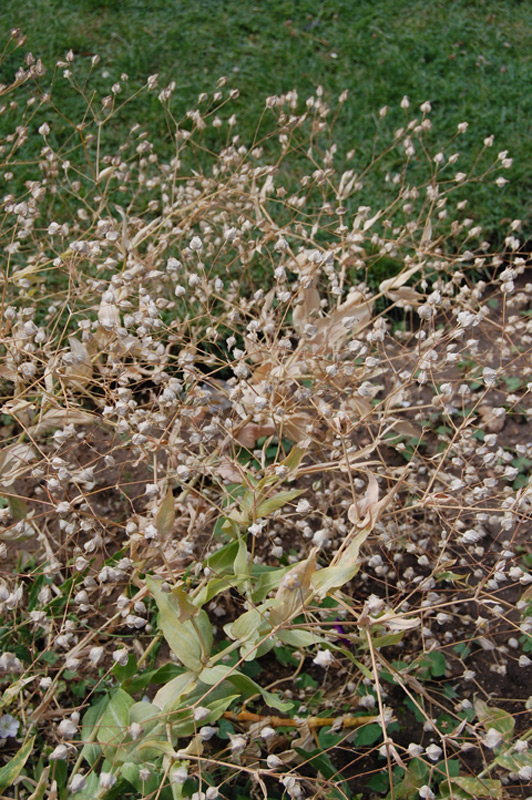 Saponaire des vaches