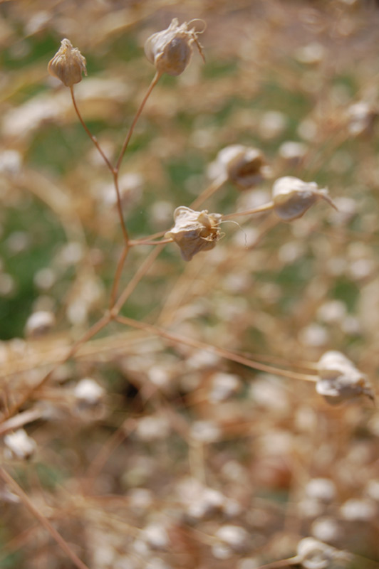 Saponaire des vaches