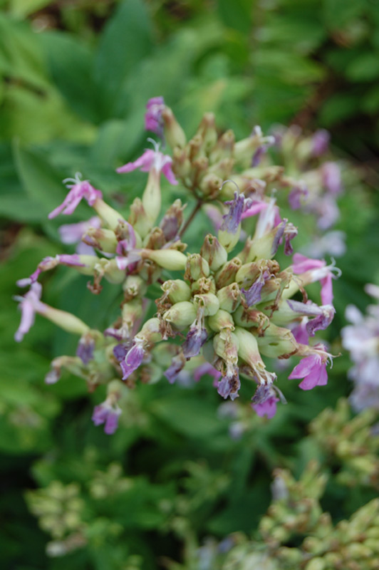 Saponaire officinale