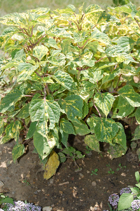 Sauge 'Dancing flame'