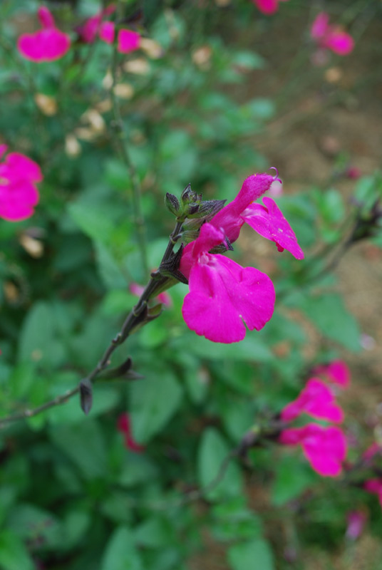 Sauge de Graham 'Kew Red'