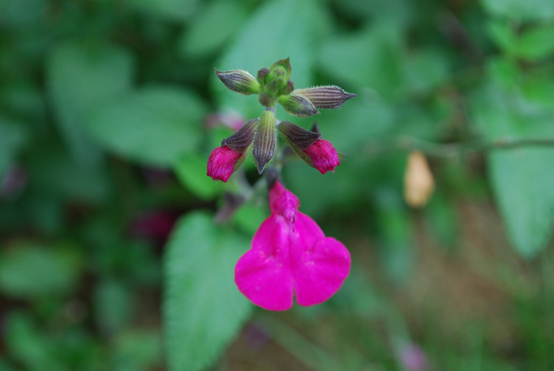 Sauge de Graham 'Kew Red'