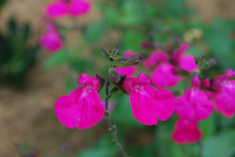 Sauge de Graham 'Kew Red'