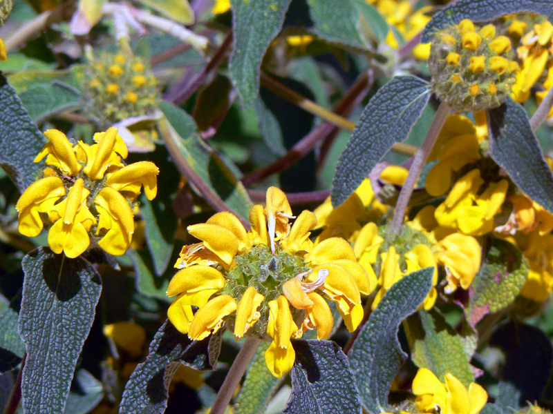 Sauge de Jérusalem à grandes fleurs