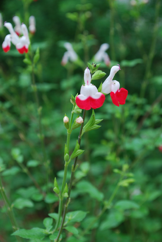 Sauge de Graham 'Hot Lips'