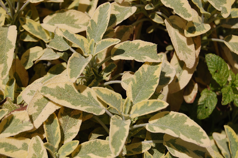 Sauge officinale 'Icterina'