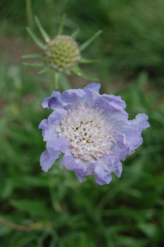 Scabieuse du Caucase