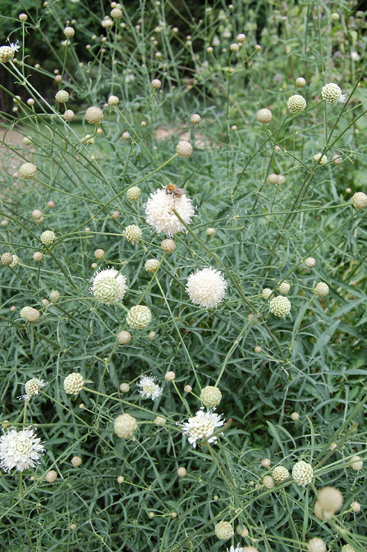 Scabieuse à fleurs blanches, Céphalaire blanche