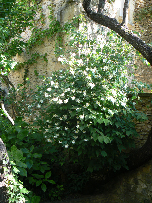 Seringat des jardins