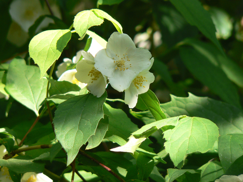 Seringat des jardins