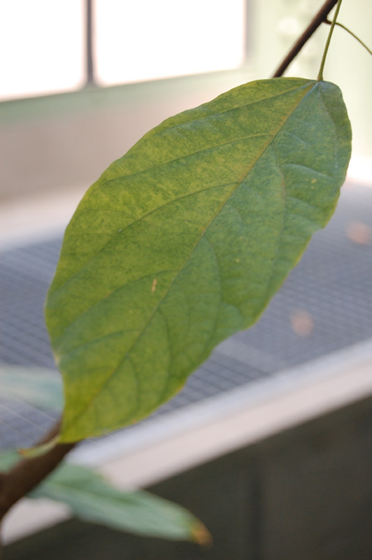 Sterculia tragacantha
