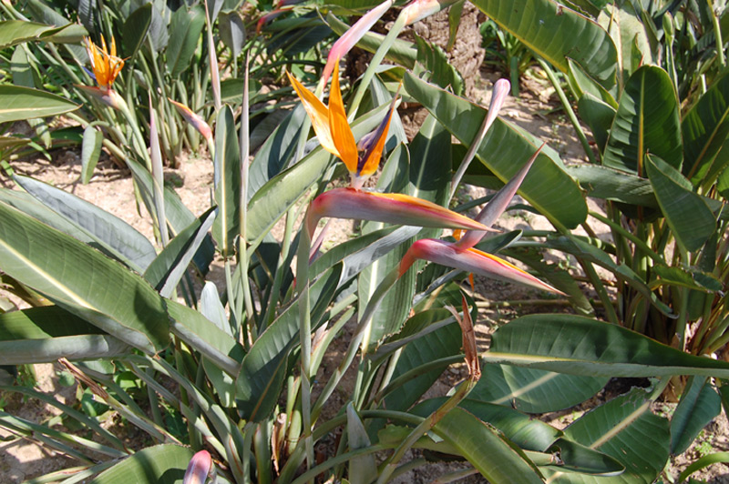 Strelitzia, Oiseau de paradis