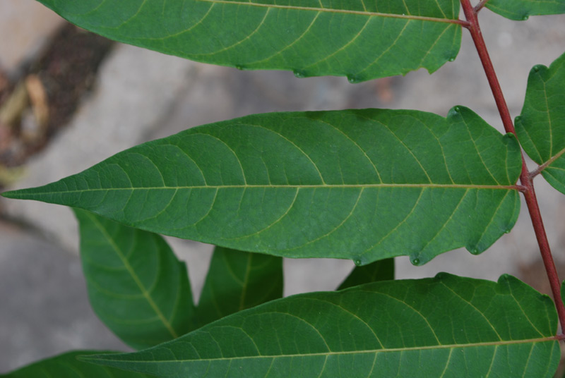 Sumac de Virginie, Vinaigrier