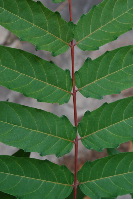 Sumac de Virginie, Vinaigrier
